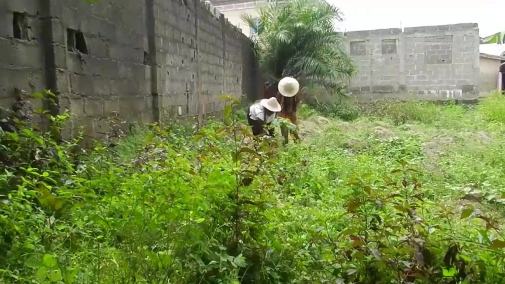 rodrigo surpris en train de baiser deux jolies noires africaines locales avec des sœurs du vagin qui cultivent en public, il les tue presque avec sa grosse bite